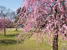 最新の医師会報表紙